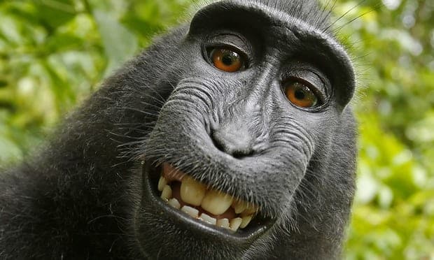 Monkey PR Photographer